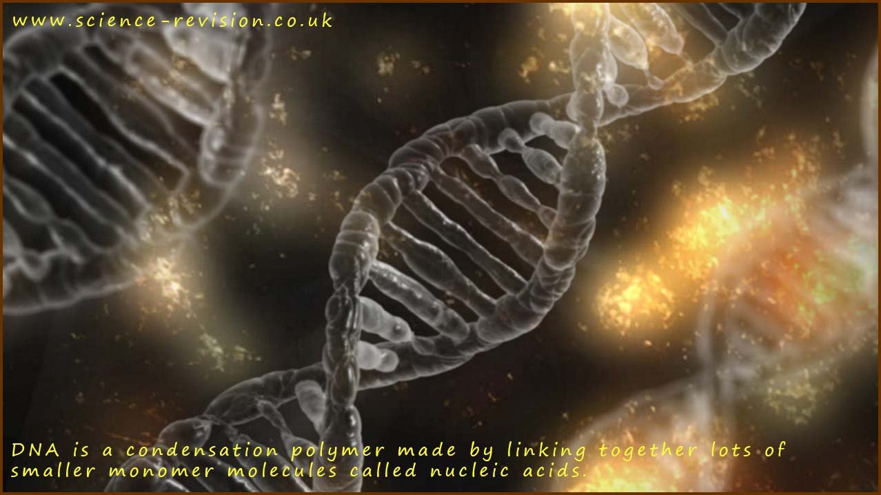 DNA is a condensation polymer made from nucleic acid monomers