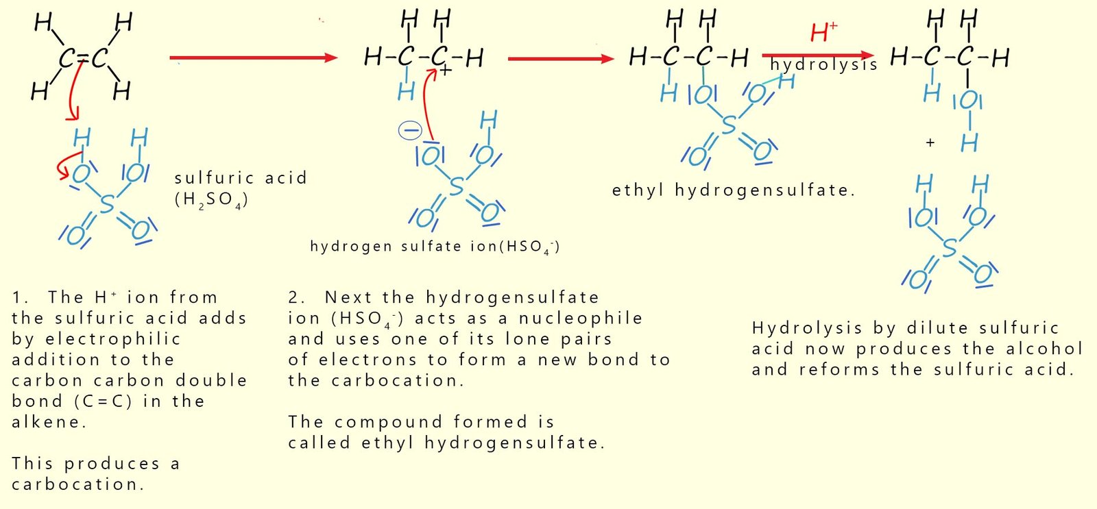 The mechanism for the reaction of an alkene with concentrated sulfuric acid to form an alcohol.