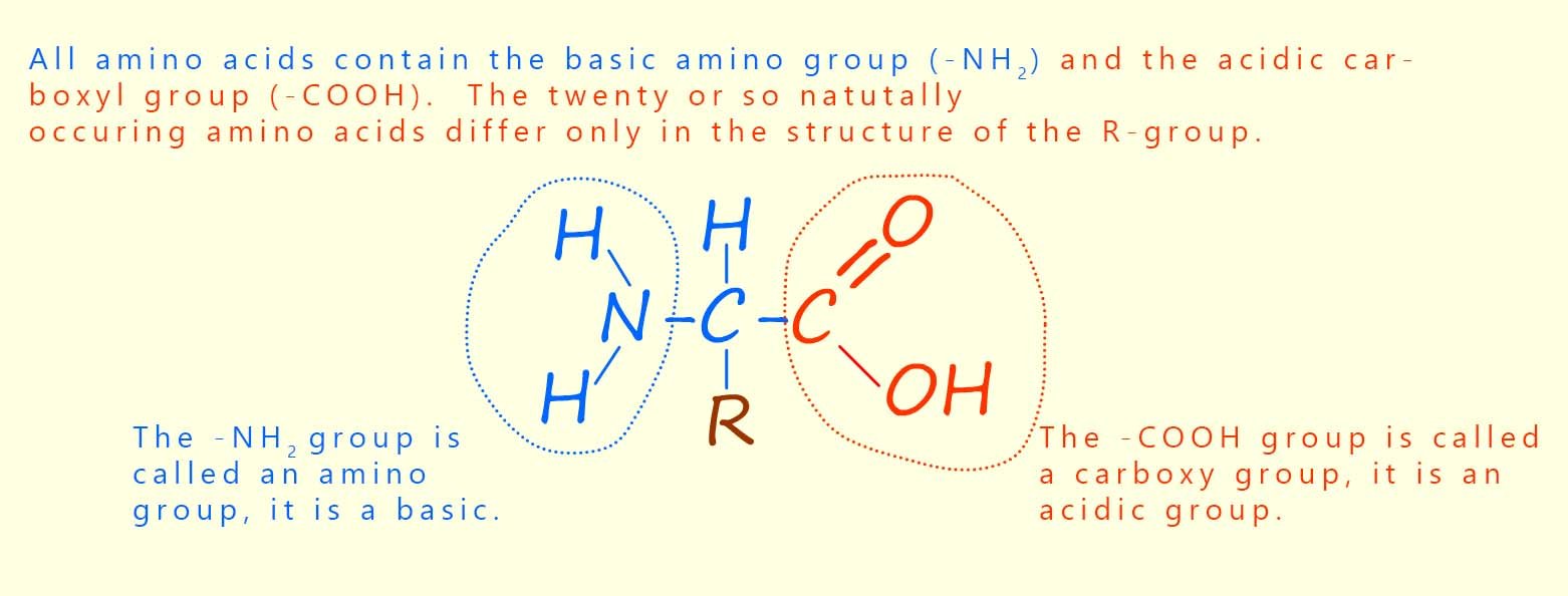 General structure of an amino acid.