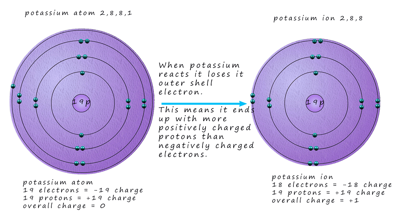 potassium atom forms a potassium ion by losing one electron