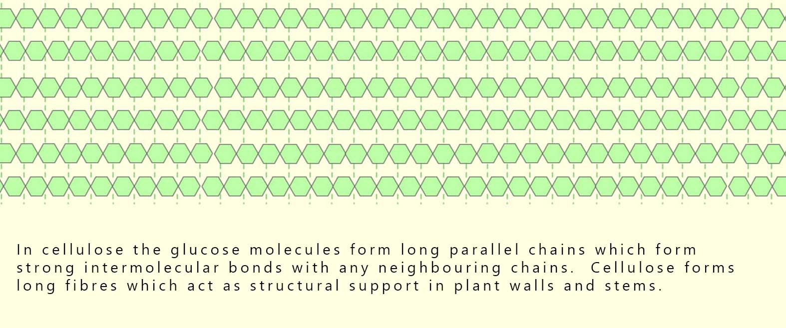Cellulose and starch structures Structures of cellulose and starch.