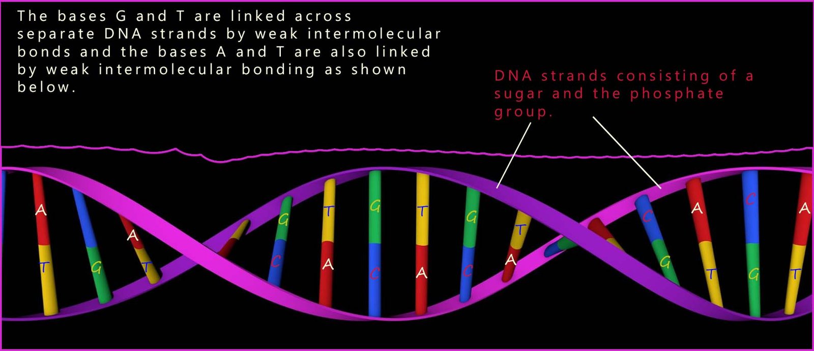 DNA double helix structure showing the base pairs linking across the strands.