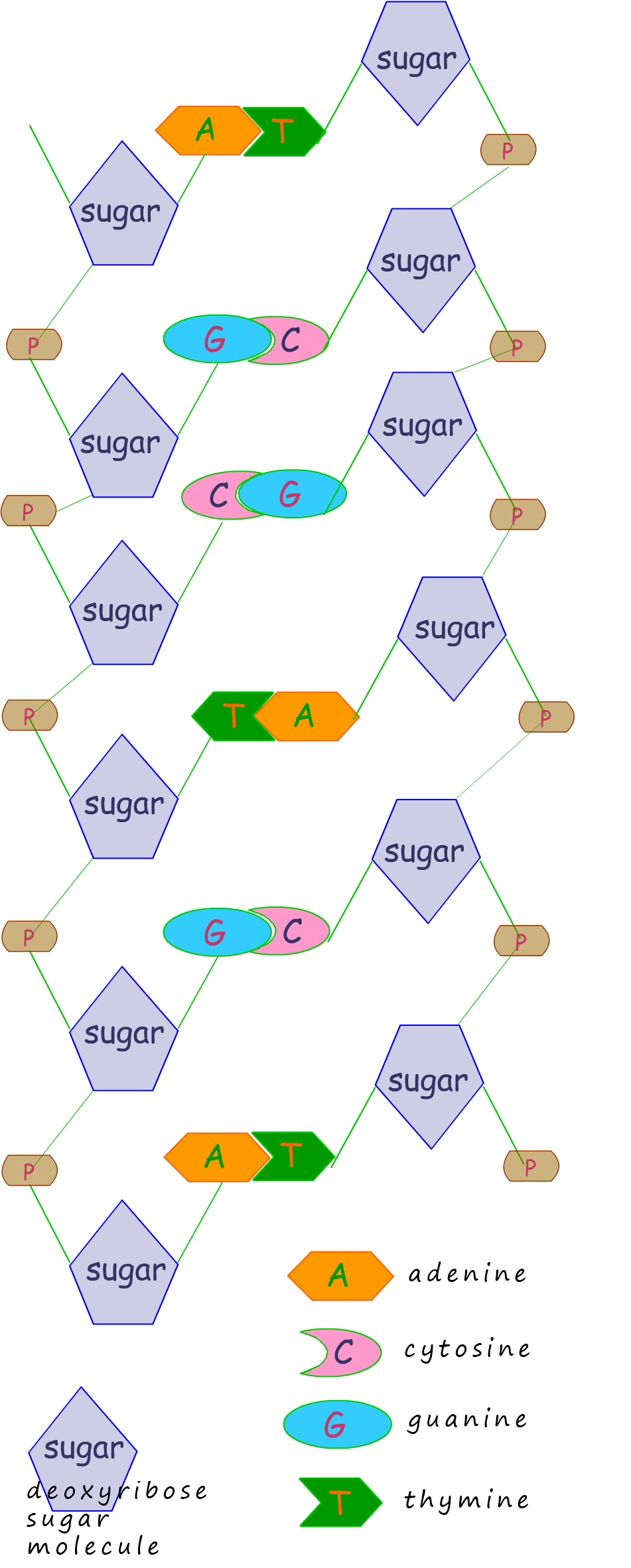 DNA structure showing two strands of DNA and showing how base pairs link across the strands.