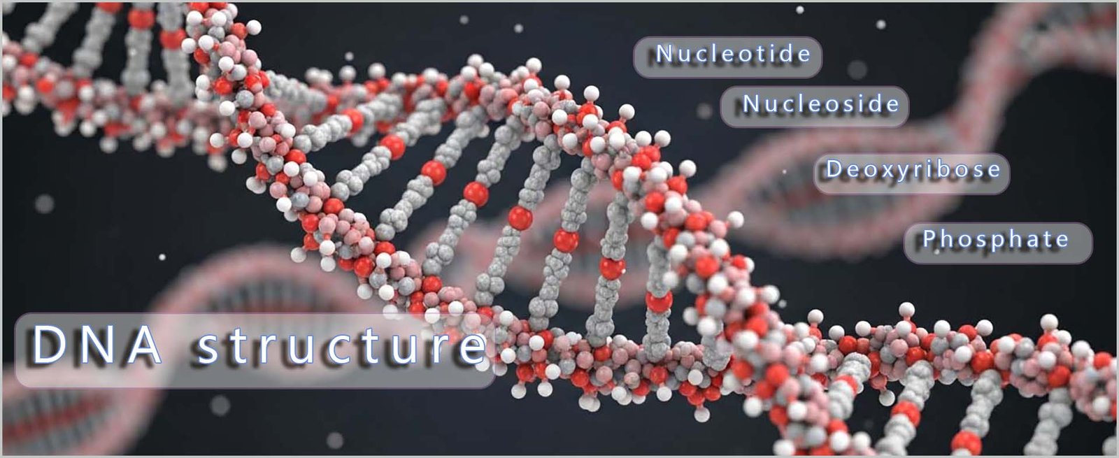 Model showing the structure of DNA
