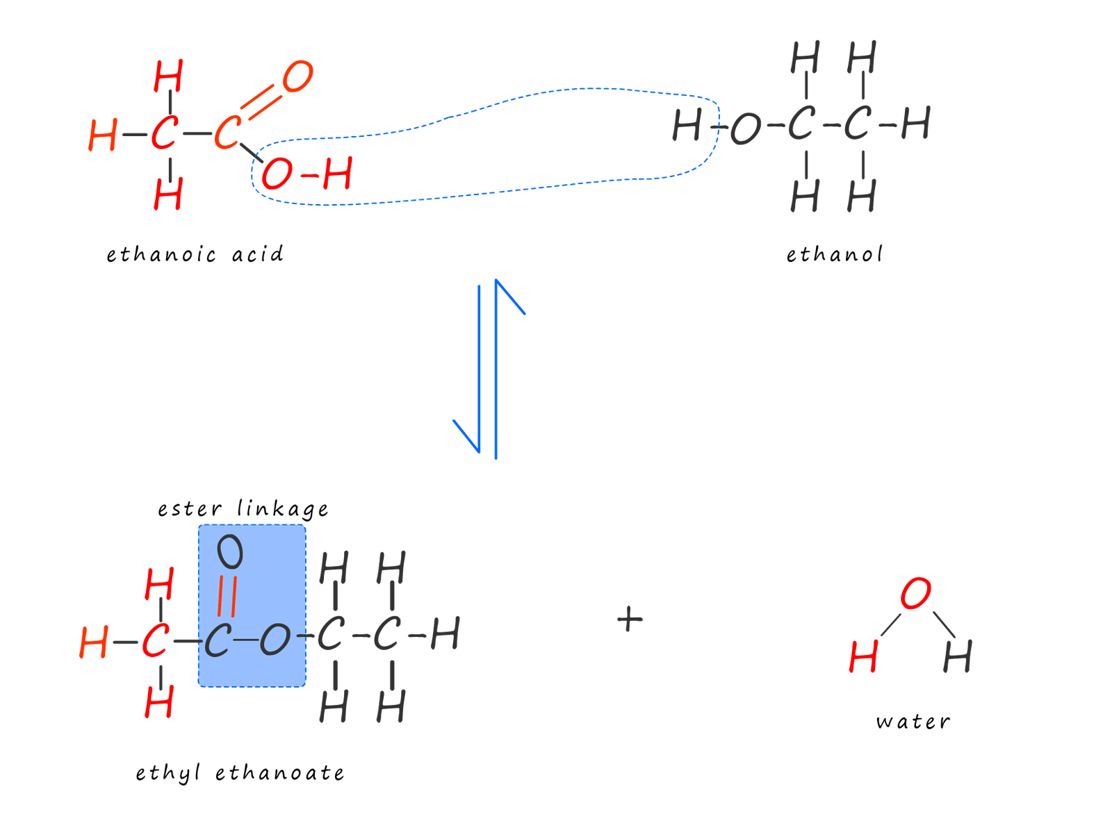 esterification reaction, the formation of ethyl ethanoate from ethanol and ethanoic acid.