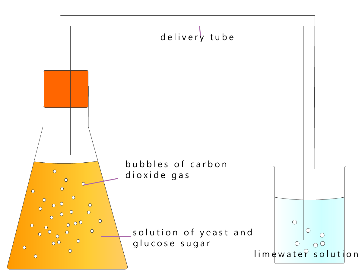 fermentation of glucose