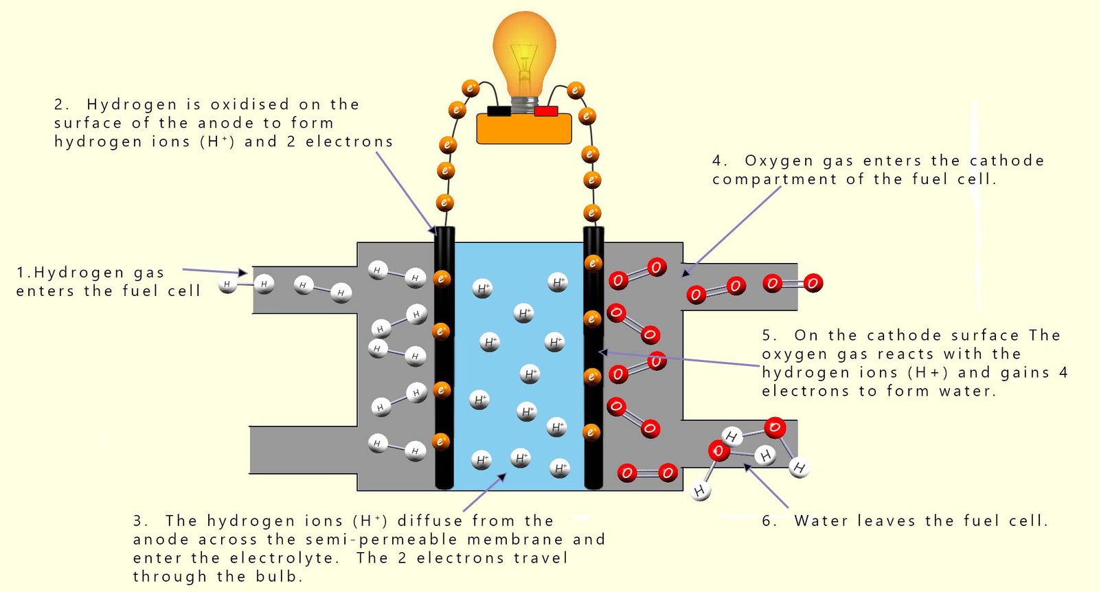 Model showing how a fuel cell works, including the anode and cathode reactions.