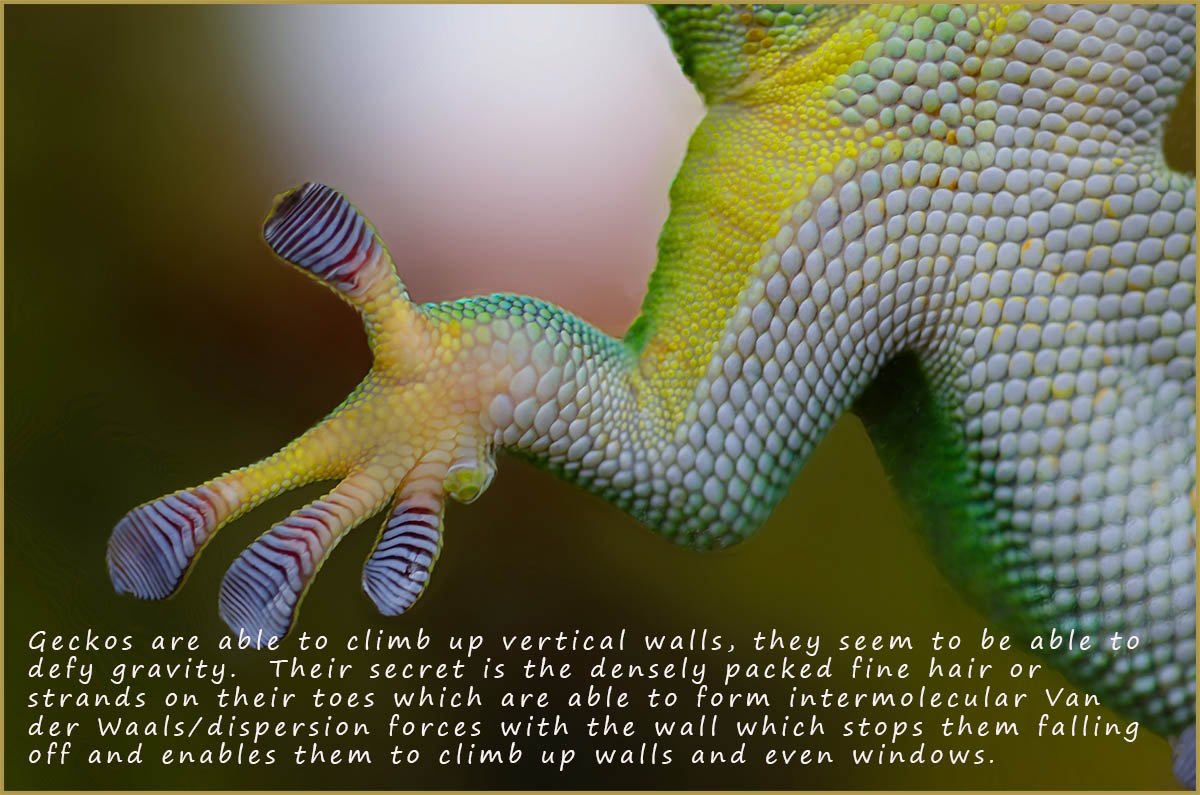 Geckos are able to climb walls and ceiling using small hair like strands on their toes which form intermolecular Van der Waals forces with the molecules in the wall.