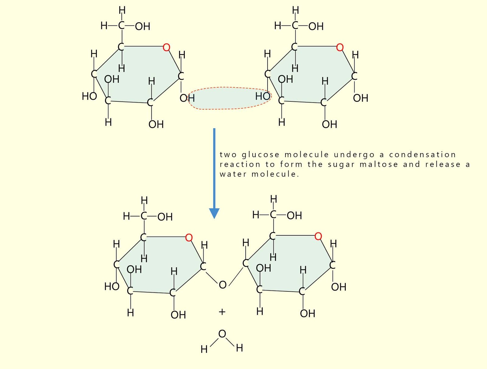 Part of the starch polymer chain, here two glucose molecules have linked togther. Part of the starch polymer chain, here two glucose molecules have linked togther.