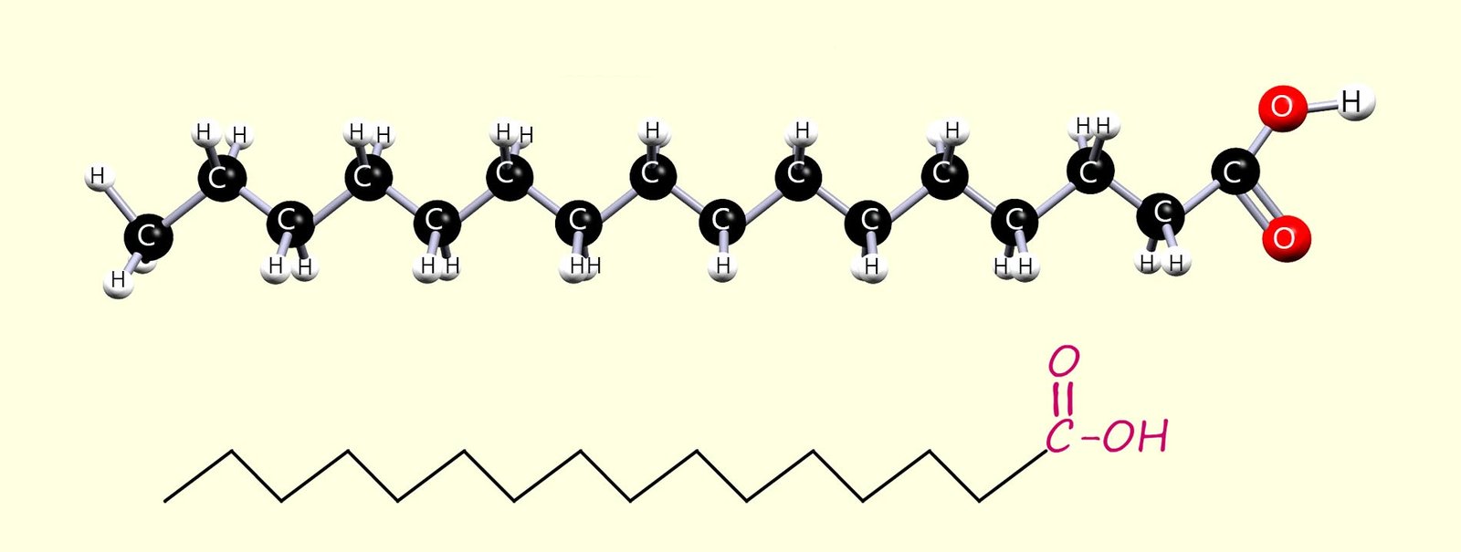 The structures of the long-chain fatty acid palmitic acid (3D models and formulae shown).