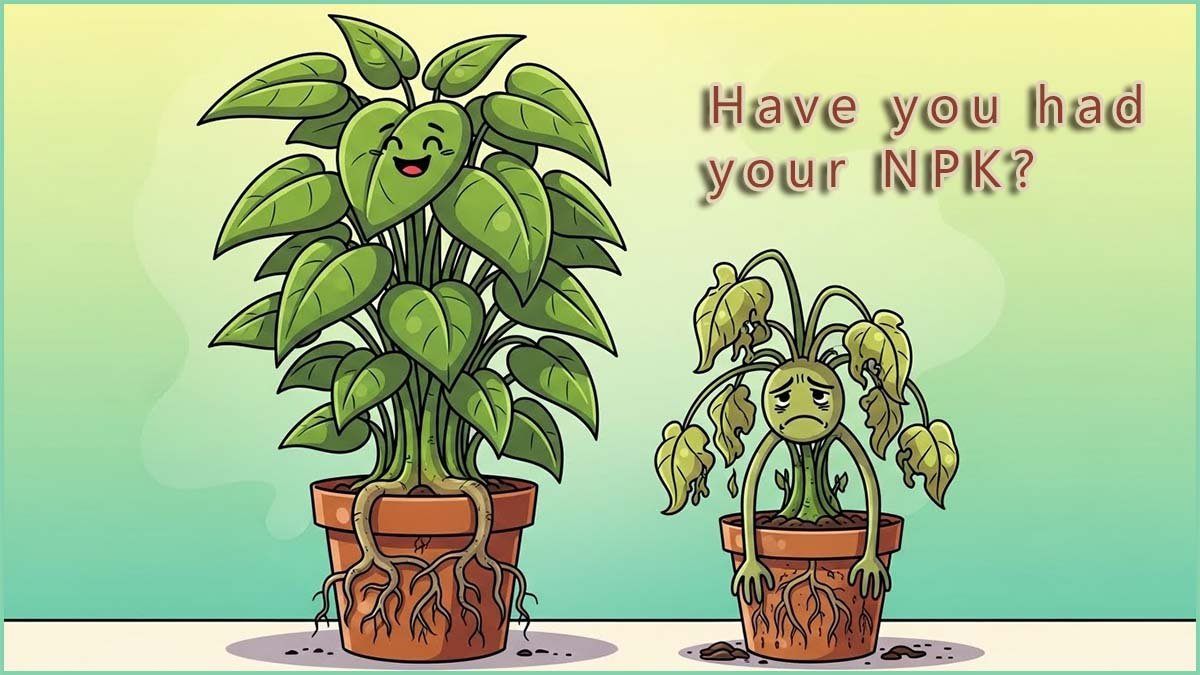 Image shows a plant that has been fed an NPK fertiliser and one that has not.