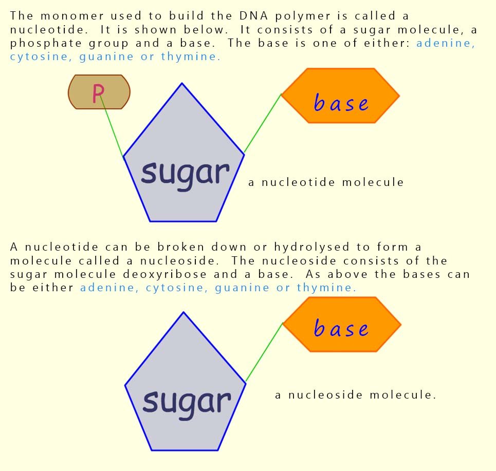 Model showing the structure of the nucleotides and nucleosides found in DNA.