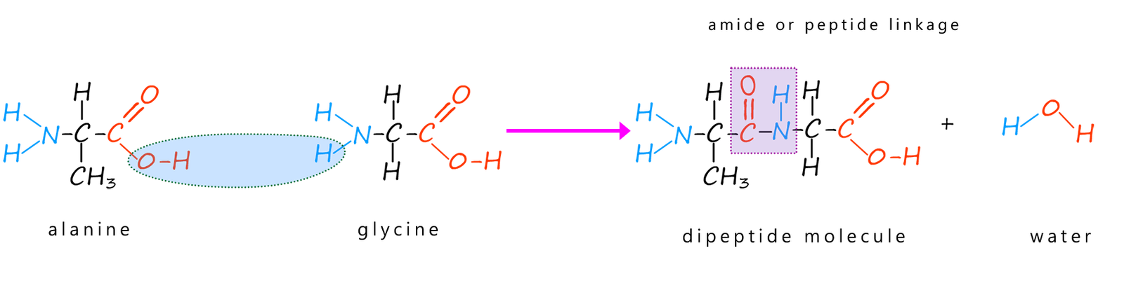 Amino acid molecules can react to form a dipeptide or a polypeptide which contains amide bonds