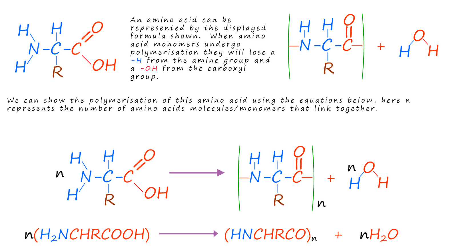 Amino acids polymerising to form a polypeptide.