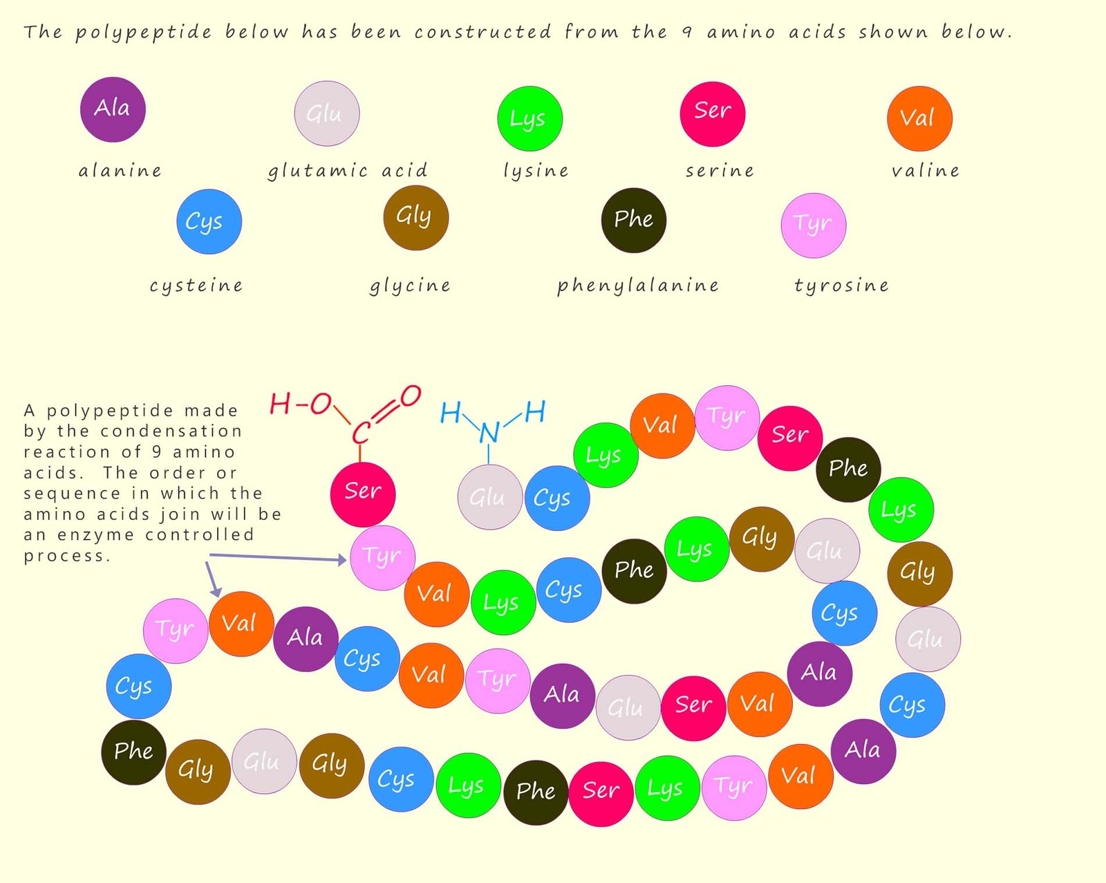 Image shows the primary structure of a protein, that is, how the amino acids are sequenced or arranged.