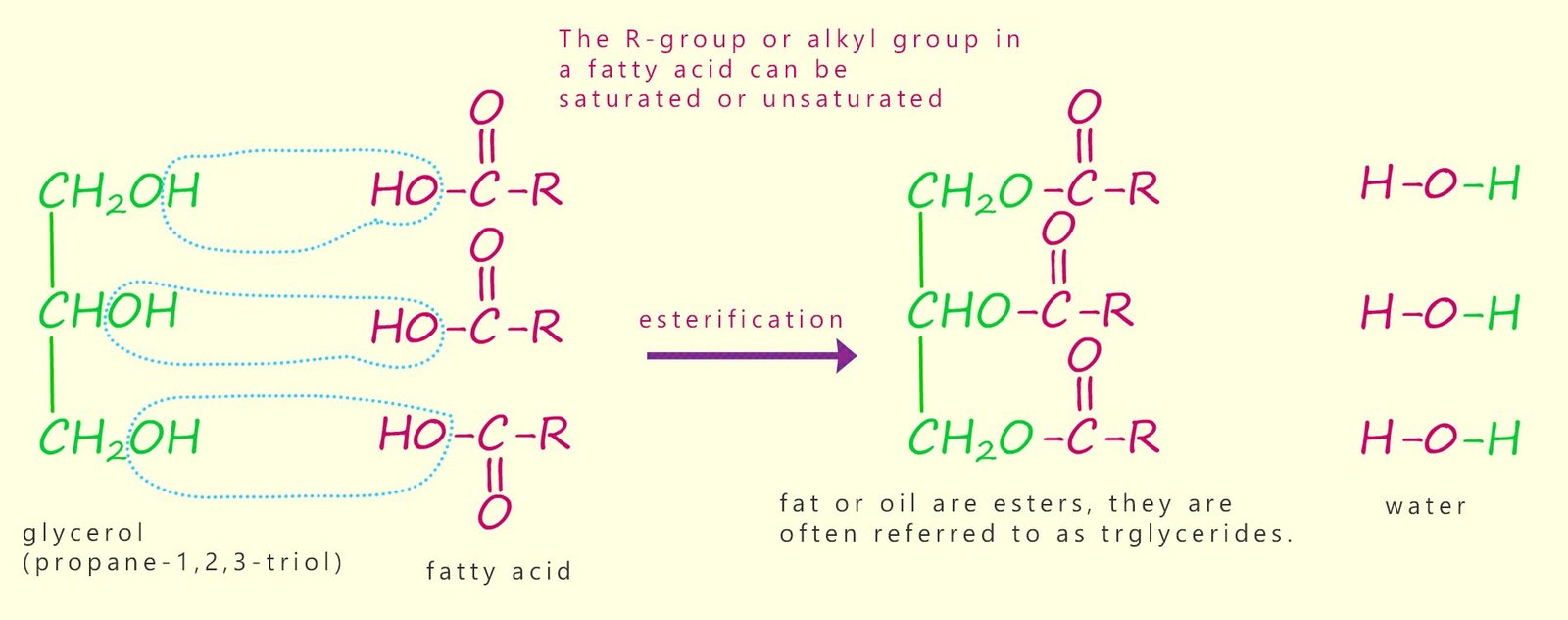 Model equations showing how a triglyceride molecule is formed from three fatty acids and glycerol.